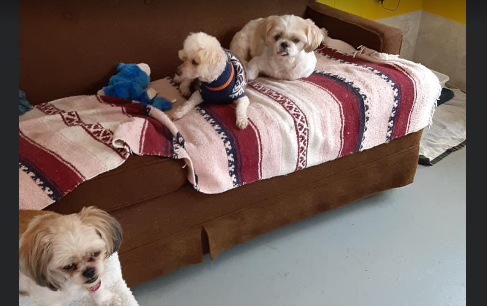 Small dog boarding and day camp