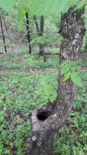 Golf Club «Brown Deer Golf Club», reviews and photos, 1900 Country Club Dr, Coralville, IA 52241, USA