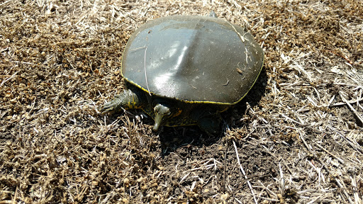 Golf Course «Walnut Creek Country Club», reviews and photos, 1151 Country Club Dr, Mansfield, TX 76063, USA