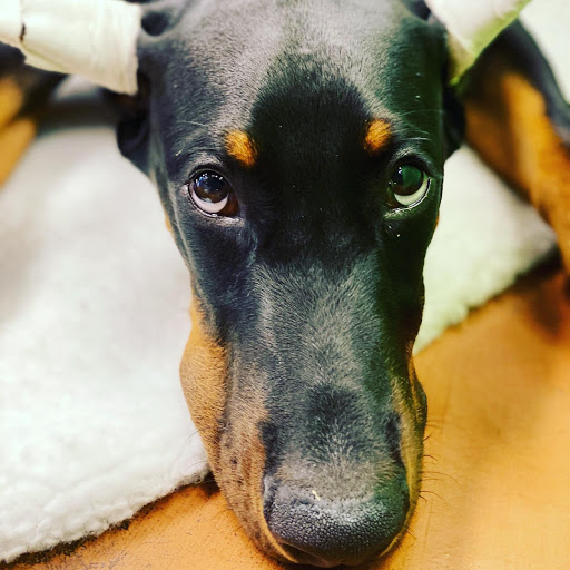 Pet Care Service «Green Paws Pet Market», reviews and photos, 10037 Cleary Blvd, Plantation, FL 33324, USA