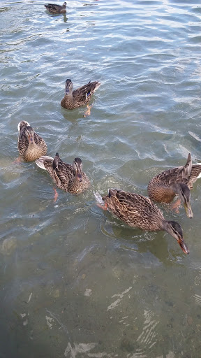 Park «Angle Lake Park», reviews and photos, 19408 International Blvd, SeaTac, WA 98188, USA