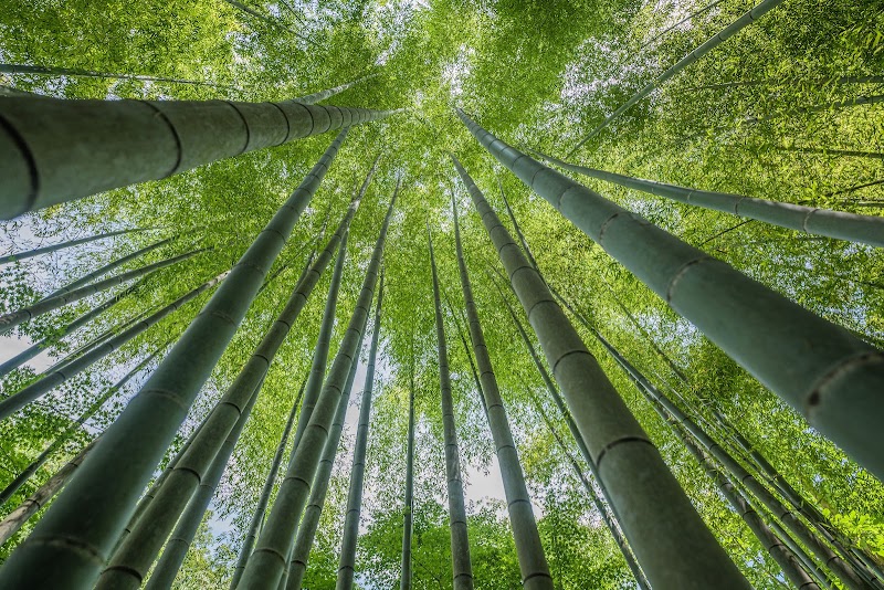 明月院 竹林庭園