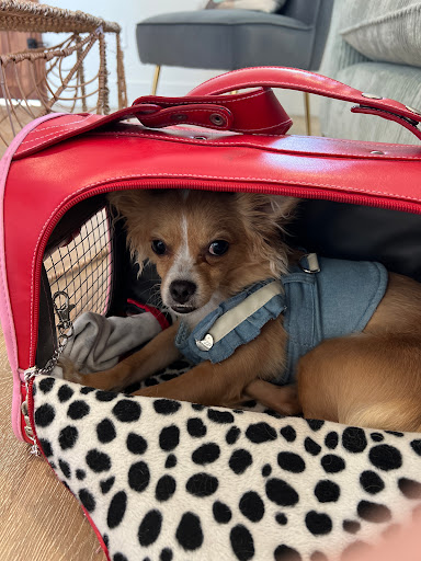 Dentist «Le Chic Dentist», reviews and photos