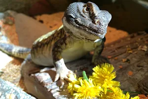 HerpHaven Reptile Rescue and Sanctuary image