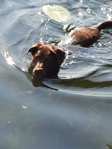 Pet Supply Store «Best Pets», reviews and photos, 905 Washington Ave, Detroit Lakes, MN 56501, USA