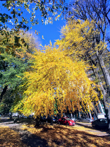 Park «North Park Blocks», reviews and photos, 235 NW Park Ave, Portland, OR 97209, USA