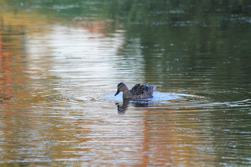 Golf Club «Crystal Lake Golf Club», reviews and photos, 16725 Innsbrook Dr, Lakeville, MN 55044, USA