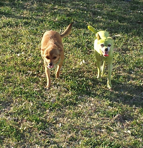 Park «Desert Star Park», reviews and photos, 8550 W Encanto Blvd, Phoenix, AZ 85037, USA