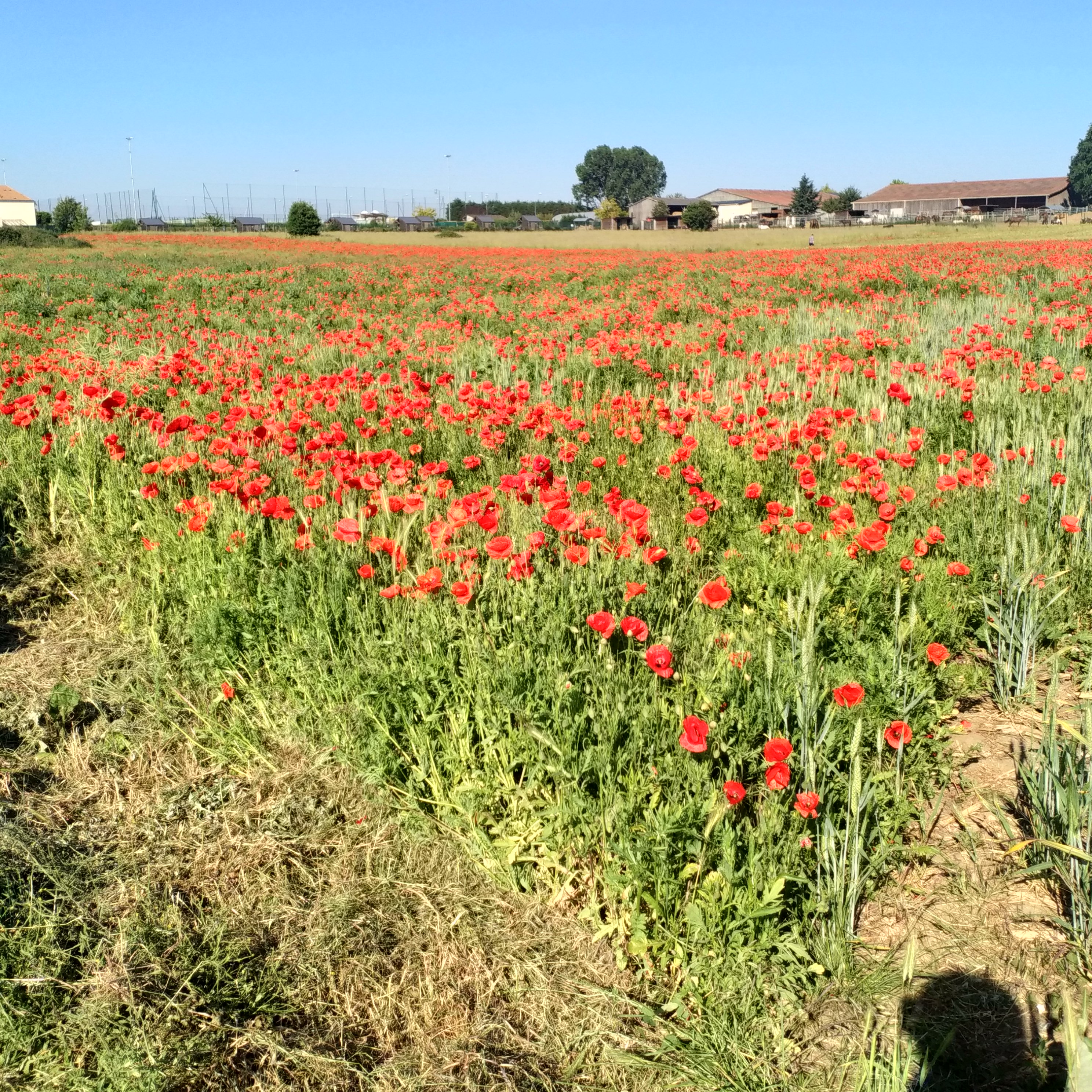 Photo n° 3 de l'avis de Françoise.e fait le 26/05/2020 à 08:48