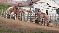 Zone des Girafes du Restaurant Le Tropical à Saint-Aignan - n°2