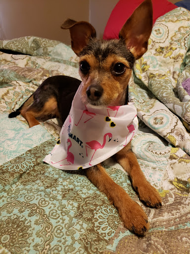 Pet Store «PetSmart», reviews and photos, 267 Berlin Turnpike, Berlin, CT 06037, USA