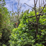 Photo n° 9 de l'avis de Lucas.u fait le 14/07/2021 à 11:19 pour Parc animalier et botanique & Parcabout de Branféré à Le Guerno
