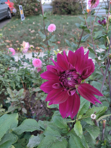 Market «Westville Quality Market», reviews and photos, 243 Alden Ave, New Haven, CT 06515, USA