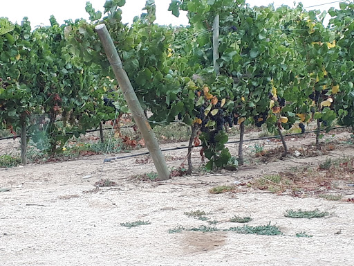 Quintay Vineyards