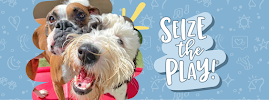Camp Bow Wow - Photo 1 - Car repair in Phoenix, AZ, Peoria