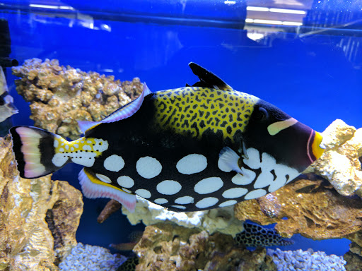 Pet Store «Oak Park Natural Pet & Fish», reviews and photos, 23 N Harlem Ave, Oak Park, IL 60302, USA