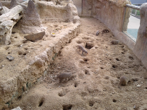 Zoo «Houston Zoo», reviews and photos, 6200 Hermann Park Dr, Houston, TX 77030, USA