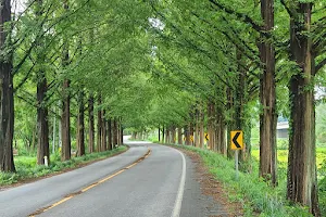 Metasequoia-lined Road image