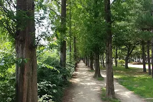 Hosan Park Metasequoia Road image