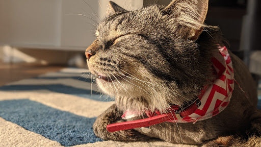 Pet Store «7 Seas Pet Care Center», reviews and photos, 13311 S Brandon Ave, Chicago, IL 60633, USA