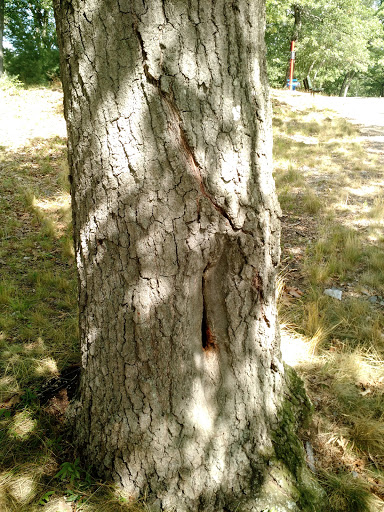 Park «Shedd Park», reviews and photos, 453 Rogers St, Lowell, MA 01852, USA