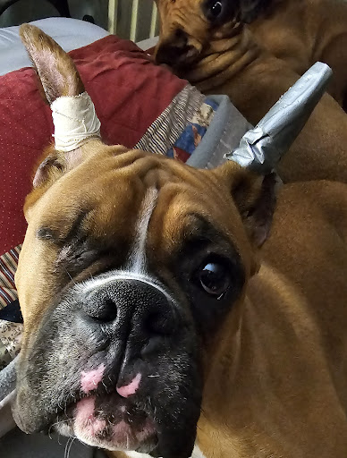 Countryside Veterinary Clinic image