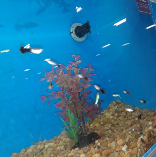 Pet Supply Store «PetSmart», reviews and photos, 5650 Mercury Dr, Dearborn, MI 48126, USA