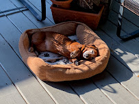 The Irish Sitters, LLC Small Dog Boarding and Daycare - Photo 4 - Car repair in Biloxi, MS, Gulfport