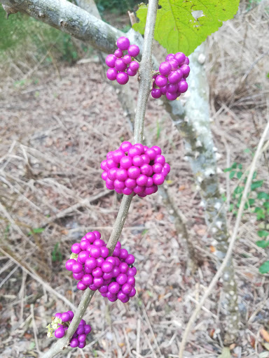 Park «George C. McGough Nature Park - The Narrows», reviews and photos, 11901 146th St N, Largo, FL 33774, USA