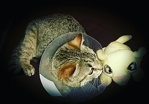 Clínica Veterinaria Cinco Lobitos Huarte - Pamplona (Navarra) en Huarte