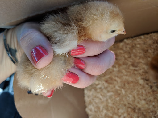 Pet Supply Store «Hygiene Feed & Supply», reviews and photos, 7455 Hygiene Rd, Hygiene, CO 80533, USA