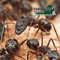 Statewide Alliance Termite, Moisture & Pest Control - Photo 7 - Car repair in Hampton, VA, Newport News