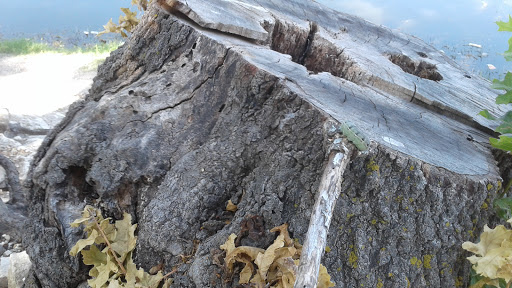 Park «Lake Cliff Park», reviews and photos, 300 E Colorado Blvd, Dallas, TX 75201, USA