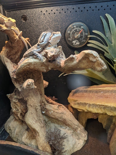 Pet Supply Store «PetSmart», reviews and photos, 2477 Naglee Rd, Tracy, CA 95304, USA