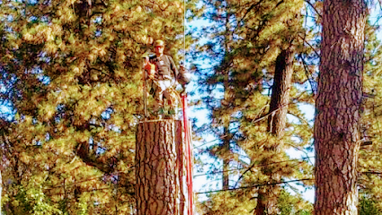 Washington Tree Climbers LLC