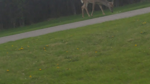 Golf Course «Pheasant Run Golf Club», reviews and photos, 46500 Summit Pkwy, Canton, MI 48188, USA