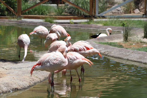 Zoo «Reid Park Zoo», reviews and photos, 3400 Zoo Court, Tucson, AZ 85716, USA