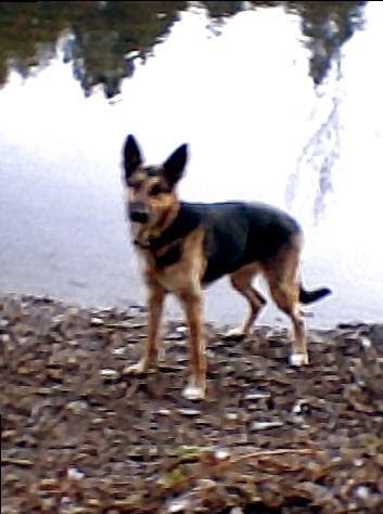 Healdsburg Veterinary Hospital image