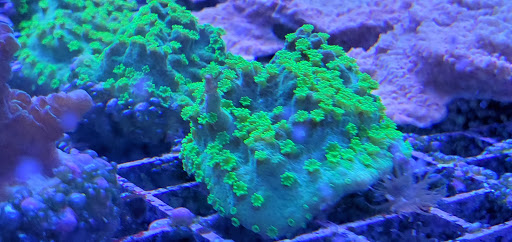 Pet Supply Store «Pet Supreme», reviews and photos, 12823 Foothill Blvd, Sylmar, CA 91342, USA