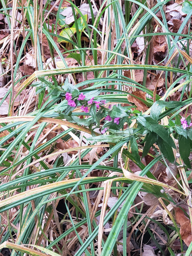 Park «Quaking Bog», reviews and photos, Theodore Wirth Pkwy, Minneapolis, MN 55411, USA