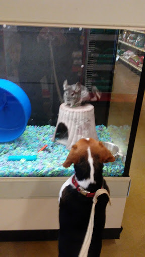 Pet Supply Store «PetSmart», reviews and photos, 2641 Lawndale Dr, Greensboro, NC 27408, USA