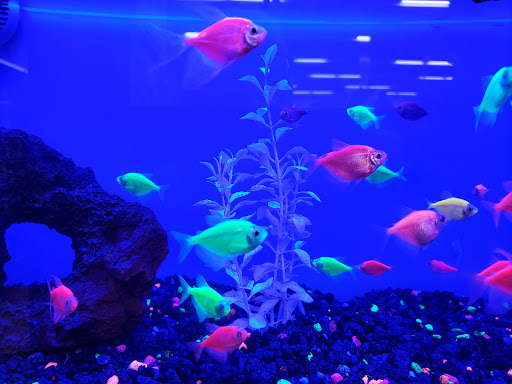 Pet Supply Store «Petco Animal Supplies», reviews and photos, 645 S Green Valley Pkwy, Henderson, NV 89052, USA