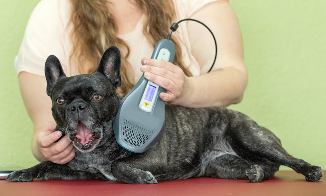 Kommentare und Rezensionen über Animals in Balance – Physiotherapeutin für Tiere in Spreitenbach