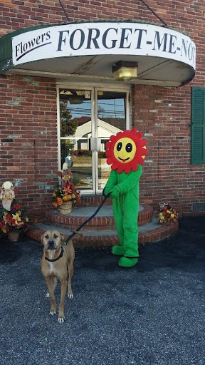 Florist «Forget Me Not Flowers & Gifts», reviews and photos, 423 Crain Hwy S, Glen Burnie, MD 21061, USA