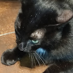 Photo n°5 de l'avis de Silvana.i fait le 30/09/2021 à 12:27 sur le  Nero Miciok à Palermo