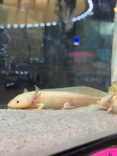 Pet Store «Fish-N-Pets Unlimited», reviews and photos, 11710 Bissonnet St, Houston, TX 77099, USA