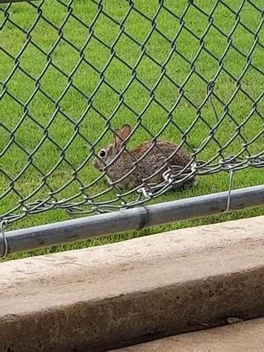 Park «Gabe Nesbitt Community Park», reviews and photos, 7001 Eldorado Pkwy, McKinney, TX 75070, USA