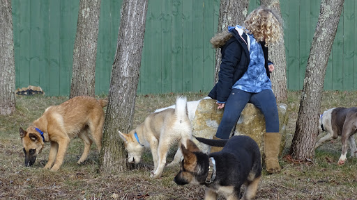 Dog Trainer «Awesome Dawgs Dog Training LLC», reviews and photos, 3052 Pricetown Rd, Temple, PA 19560, USA