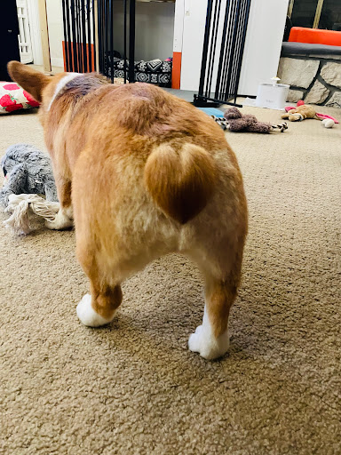 Pet Parlor (formerly Heidi's Dog Grooming)