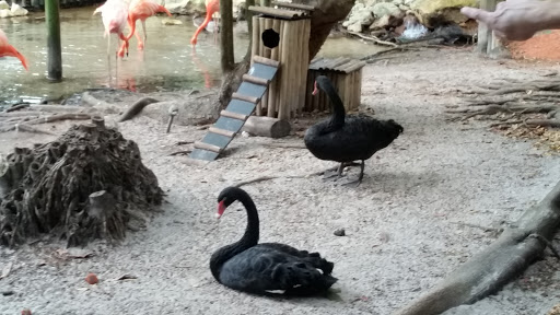 Zoo «Palm Beach Zoo & Conservation Society», reviews and photos, 1301 Summit Blvd, West Palm Beach, FL 33405, USA